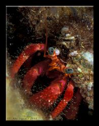 Croatia - Island Vis. Taken during the night dive. Nikon ... by Ada&Kris Chmielewscy 